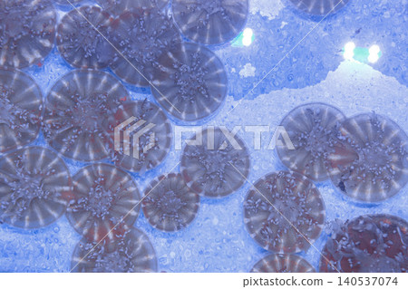 underwater photos of jellyfish Cassiopea andromeda, Upside down underwater photos of jellyfish Cassiopea andromeda, Upside down 140537074
