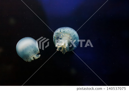 underwater photos of jellyfish Stomolophus meleagris, Cannonball jellyfish underwater photos of jellyfish Stomolophus meleagris, Cannonball jellyfish 140537075