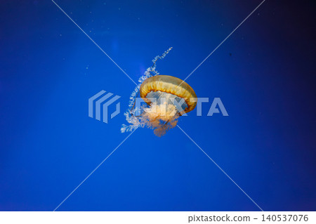 underwater photos of jellyfish chrysaora fuscescens jellyfish pacific sea nettle underwater photos of jellyfish chrysaora fuscescens jellyfish pacific sea nettle 140537076