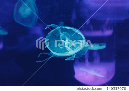 underwater photos of jellyfish aurelia aurita underwater photos of jellyfish aurelia aurita 140537078