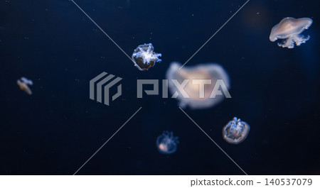 underwater photos of mediterranean jellyfish Cotylorhiza tuberculata underwater photos of mediterranean jellyfish Cotylorhiza tuberculata 140537079