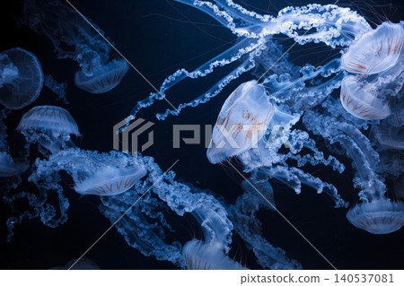 underwater photos of jellyfish chrysaora plocamia south america sea nettle underwater photos of jellyfish chrysaora plocamia south america sea nettle 140537081
