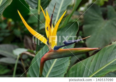 Flowering Strelitzia reginae plant in south africa Flowering Strelitzia reginae plant in south africa 140537090