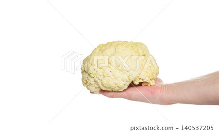male hand holds from below a head of fresh cauliflower on white background isolated male hand holds from below a head of fresh cauliflower on white background isolated 140537205