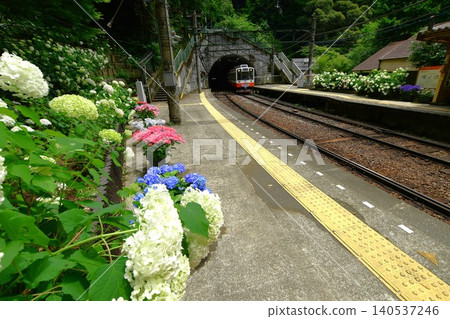 Hydrangea of Hakone Tozan Railway Hydrangea of Hakone Tozan Railway 140537246