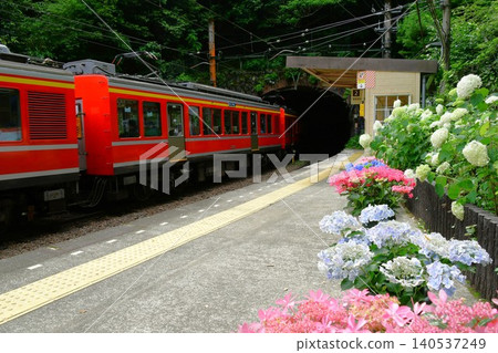 箱根登山鐵路的繡球花 箱根登山鐵路的繡球花 140537249