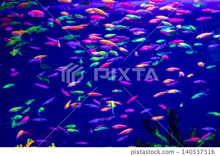 danio rerio fish and neon corals 140537316