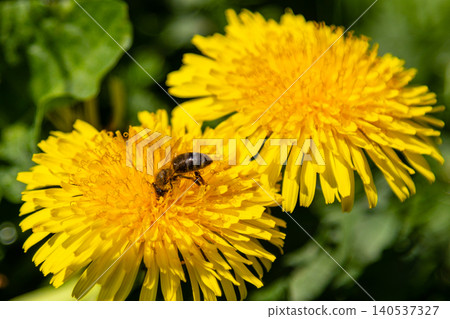 beautiful yellow dandelions with a bee beautiful yellow dandelions with a bee 140537327