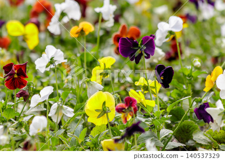beautiful multi-colored flowers on the flower bed field beautiful multi-colored flowers on the flower bed field 140537329
