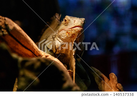 Beautiful large lizard iguana Beautiful large lizard iguana 140537338