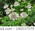 星芹的花，星芹是繖形科多年生植物。 140537579