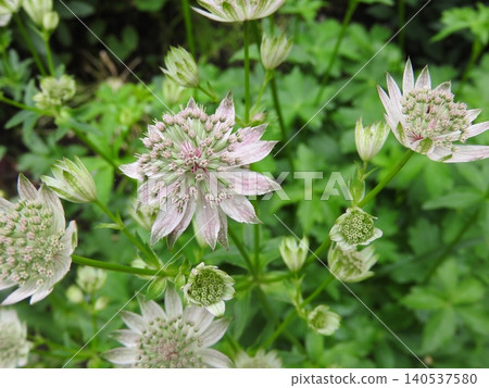 The flower of Astrantia, a perennial plant in the carrot family. The flower of Astrantia, a perennial plant in the carrot family. 140537580
