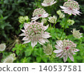 星芹的花，星芹是繖形科多年生植物。 140537581