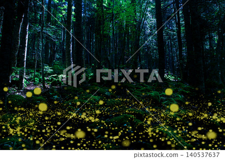 Wild Earwig Beetles Among Forest Vegetation. Wild Earwig Beetles Among Forest Vegetation. 140537637