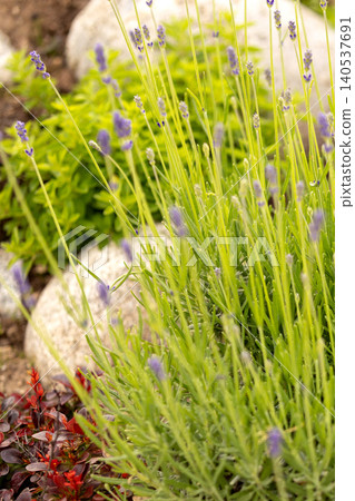 green lavender bush with young purple flower buds starting to bloom in a sunny summer garden 140537691