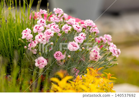 pink dianthus flowers blooming in a sunny garden pink dianthus flowers blooming in a sunny garden 140537692