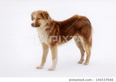 Red brown mutt street dog standing outdoors Red brown mutt street dog standing outdoors 140537698