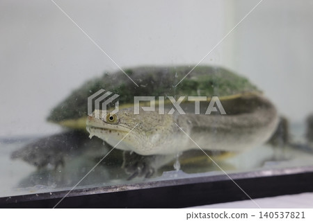 Nagakubi Turtle 140537821