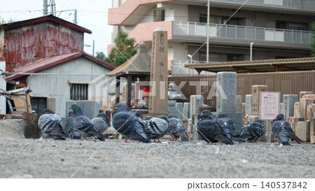 Pigeons Pigeons 140537842