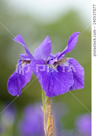 Beautiful iris flowers Beautiful iris flowers 140537877
