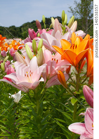 Blue sky and colorful lilies Blue sky and colorful lilies 140538357