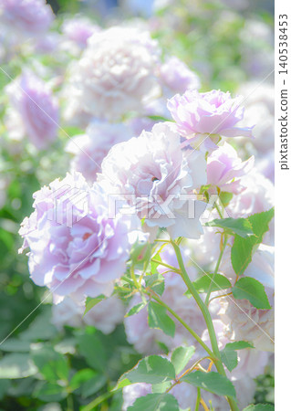Pale purple roses bathed in soft light Pale purple roses bathed in soft light 140538453