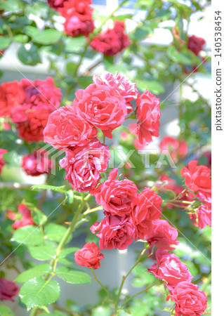 Red roses shining in the early summer sun 140538454