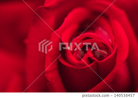 水滴和深紅色的玫瑰 140538457