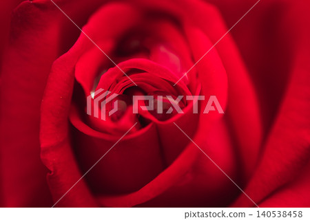 水滴和深紅色的玫瑰 140538458