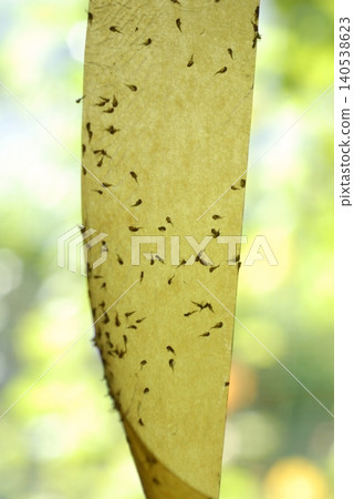 Flytrap ribbon Flytrap ribbon 140538623