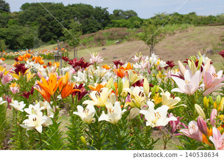 Lily flowers in color Lily flowers in color 140538634