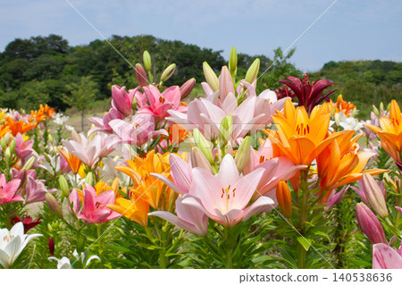 Lily flowers in color Lily flowers in color 140538636