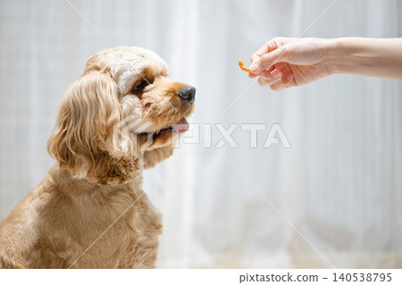 Dogs to get a snack 140538795