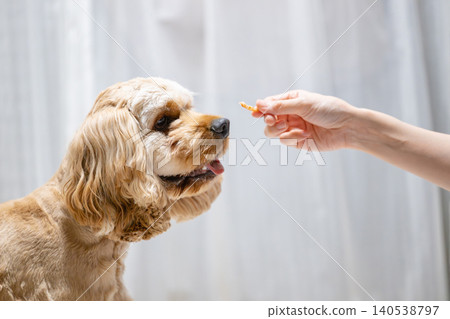 Dogs to get a snack Dogs to get a snack 140538797