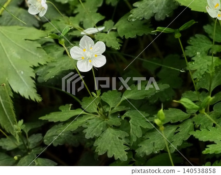 Flowers and two-fruited capsules of the Japanese snowbell plant. 140538858