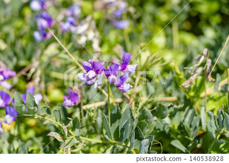 Beach peas blooming on Itanki Beach in Muroran: A coastal plant of Hokkaido Beach peas blooming on Itanki Beach in Muroran: A coastal plant of Hokkaido 140538928