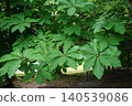 「Magnolia obovata」的大葉子 140539086