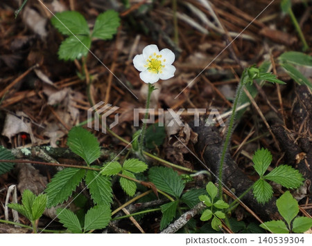 White-flowered wild strawberry blooming in the mountains 140539304
