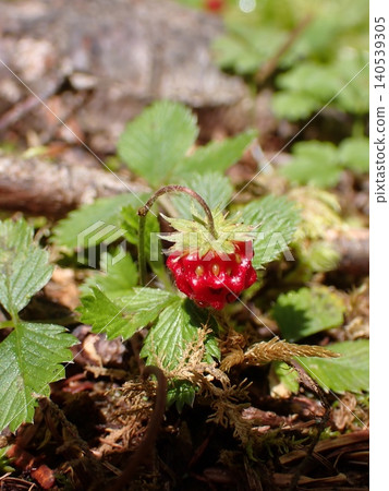 The red berries of the white-flowered wild strawberry growing in the mountains 140539305