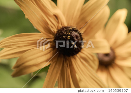 金光菊,黃色花朵,特寫,微距,花心,花瓣,夏季花卉,植物。 金光菊,黃色花朵,特寫,微距,花心,花瓣,夏季花卉,植物。 140539307