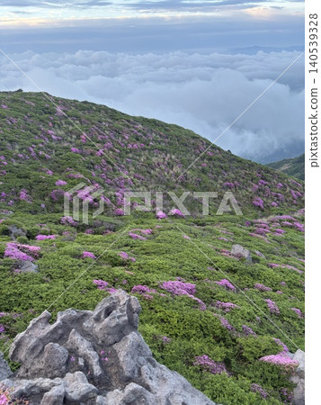阿蘇山,是宮山霧島杜鵑盛開的地方。 阿蘇山,是宮山霧島杜鵑盛開的地方。 140539328