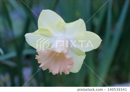 喇叭水仙花，花瓣潔白，花冠淡粉紅色，在春天的花園裡盛開。 140539341