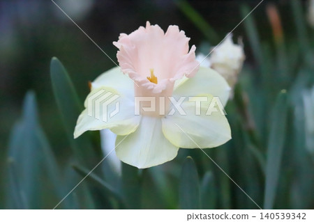 喇叭水仙花，花瓣潔白，花冠淡粉紅色，在春天的花園裡盛開。 140539342