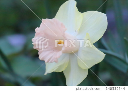 The trumpet daffodil, with its white petals and pale pink corona, blooms in the spring garden. 140539344