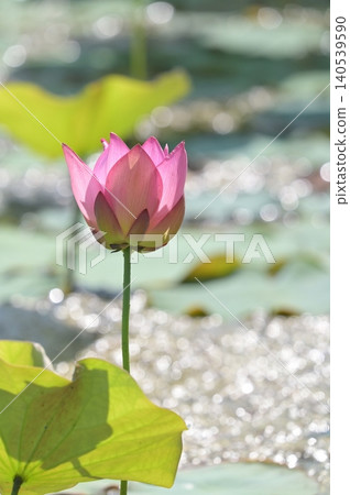 開花在池塘的蓮花 140539590
