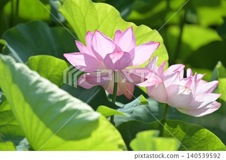 Landscape with lotus flowers Landscape with lotus flowers 140539592