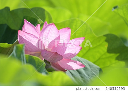 Lotus flower surrounded by leaves Lotus flower surrounded by leaves 140539593
