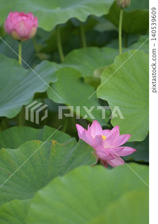 Lotus flower  140539609