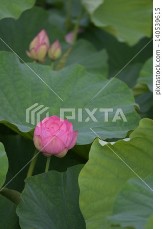 blooming lotus bud 140539615