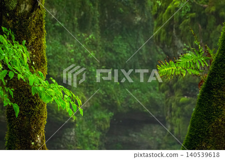 Rainy forest background. Moss blankets ancient tree trunks, thick and green Rainy forest background. Moss blankets ancient tree trunks, thick and green 140539618